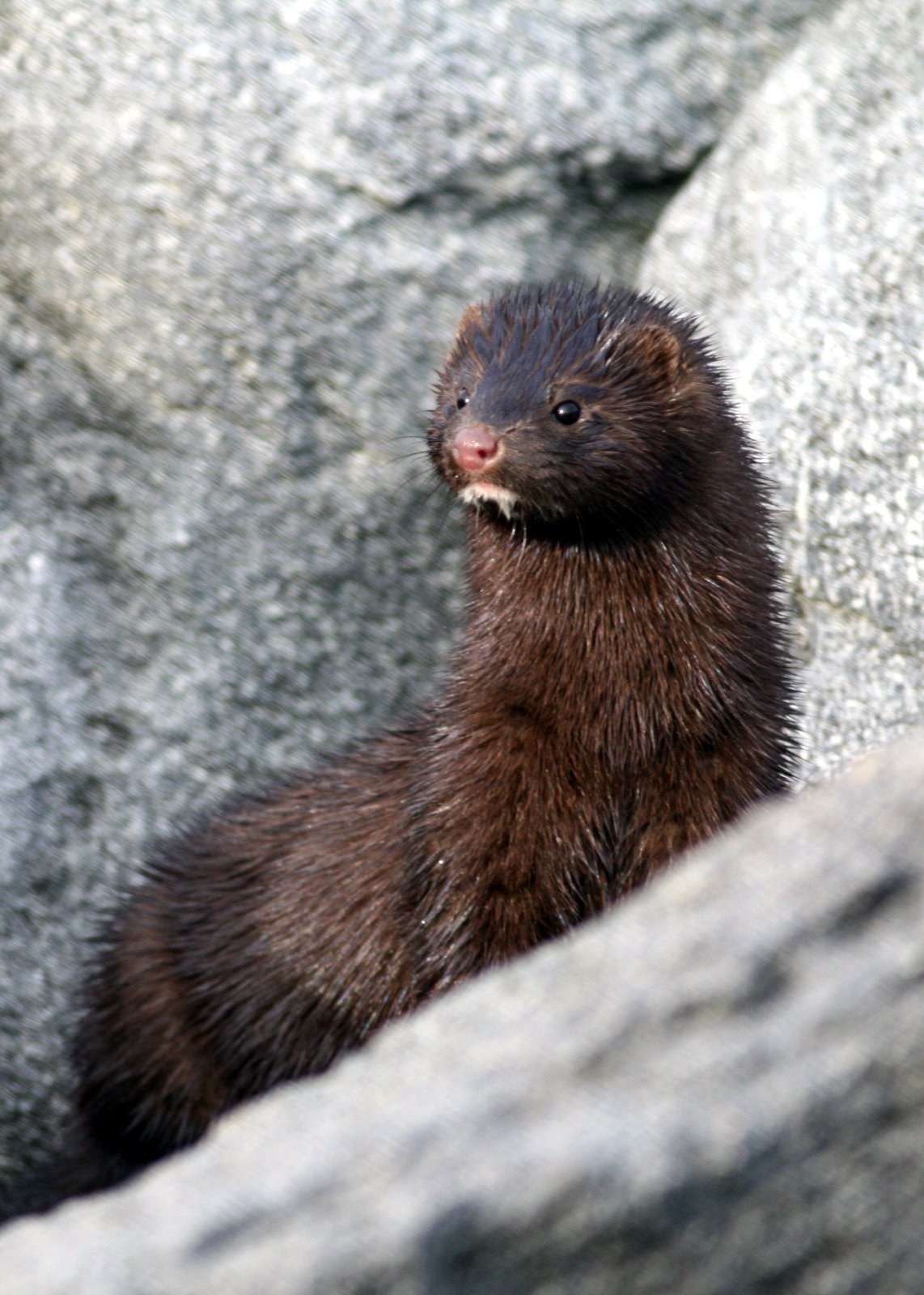 Invasive species week Introducing the American mink Tees Valley