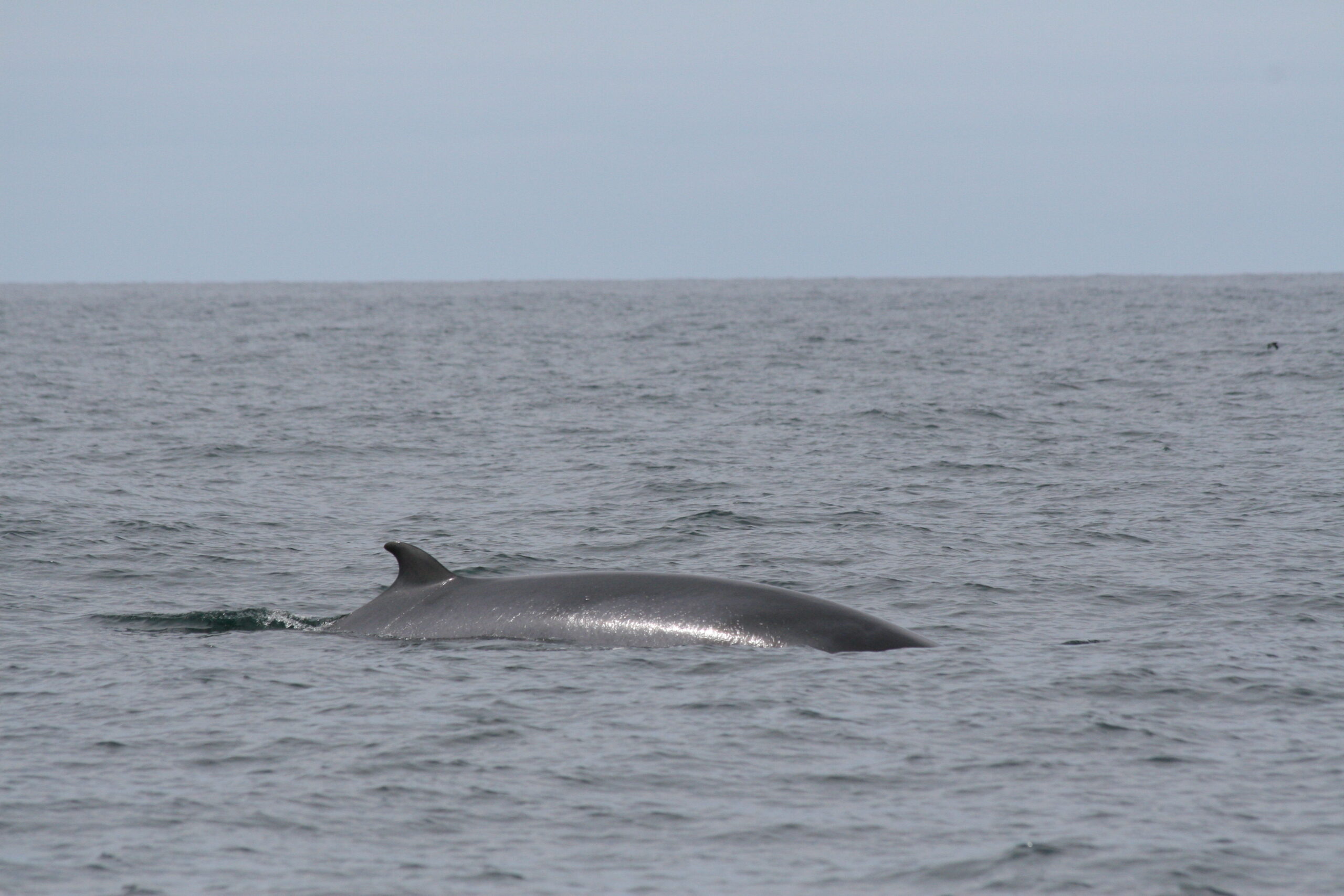 Minke Whale