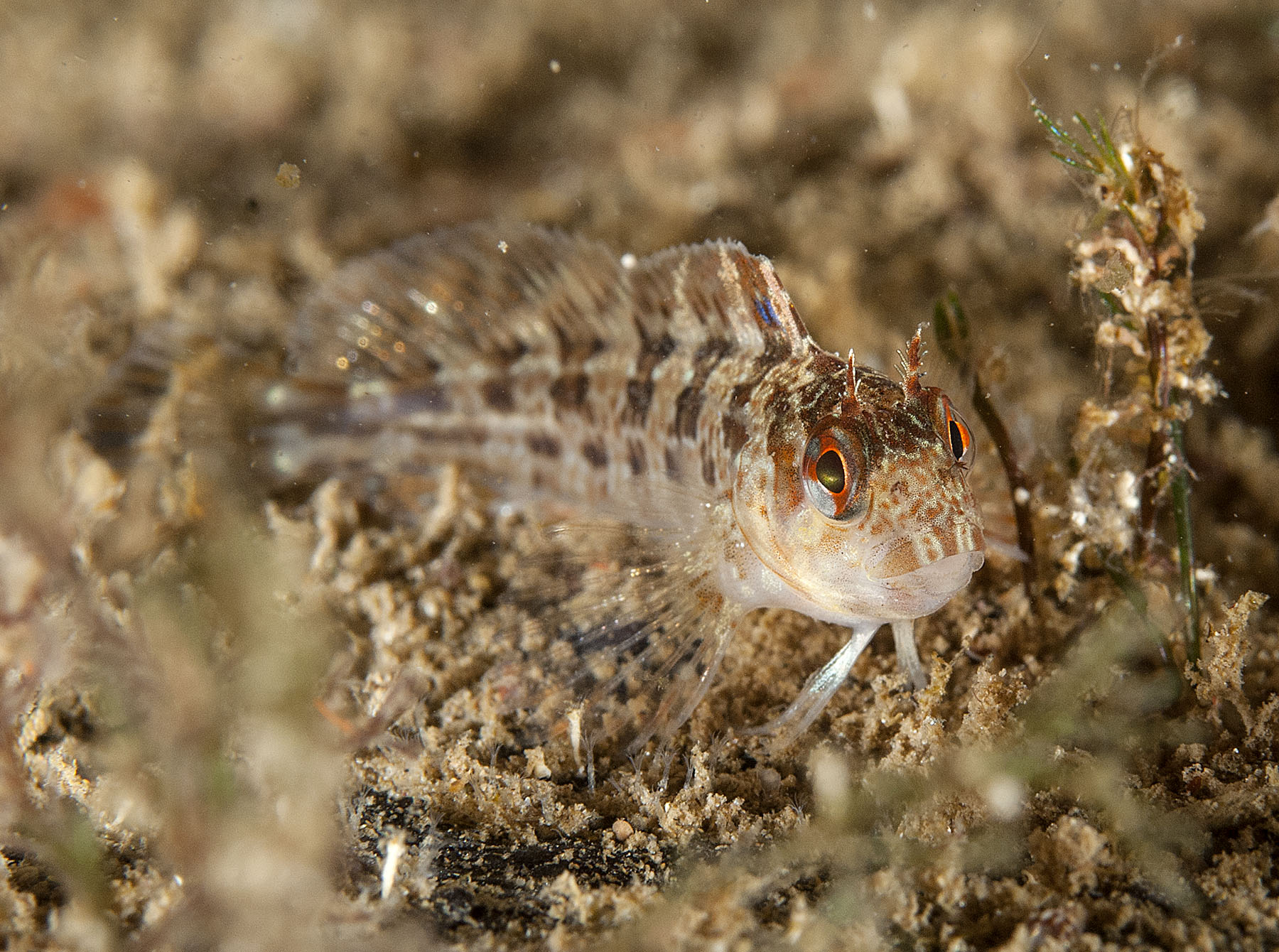 Blenny