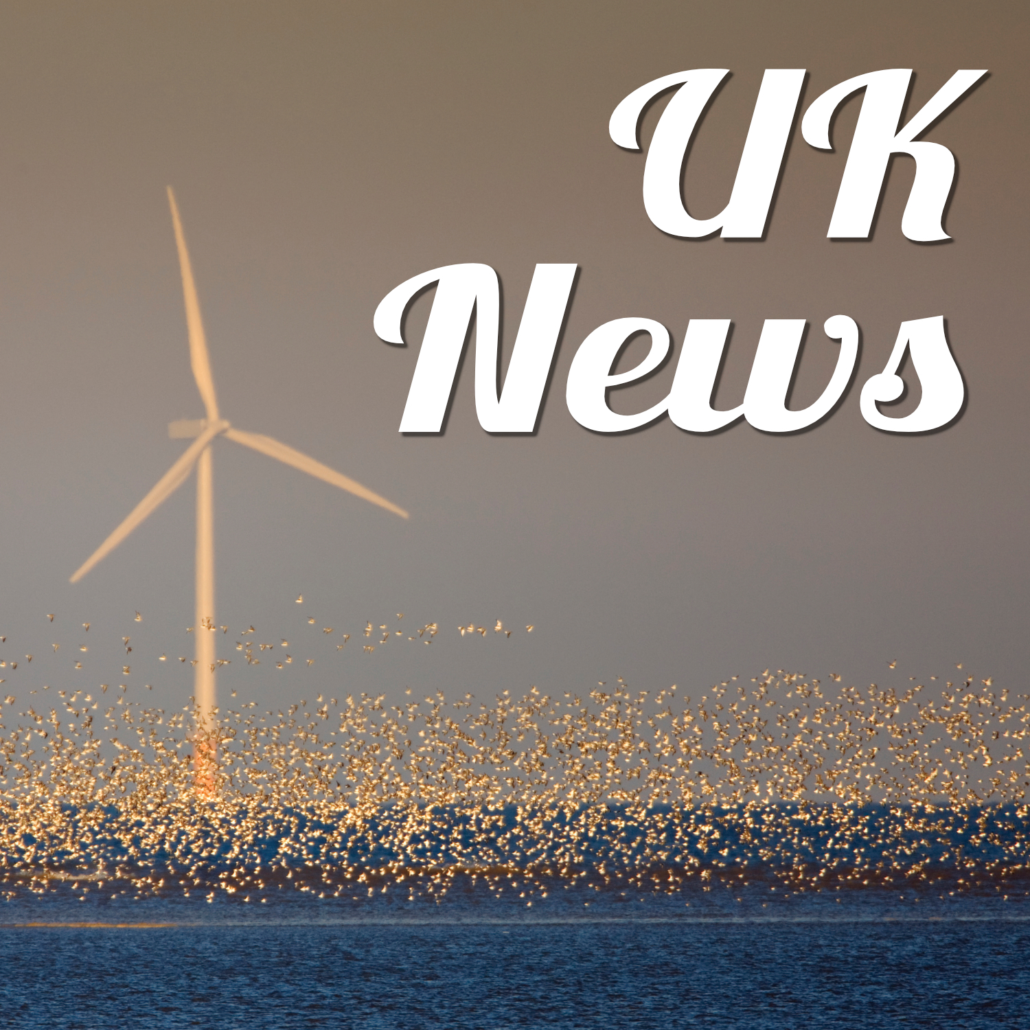 Photo of an off-shore wind turbine with a multitude of seabirds flying just above the blue sea. Text reads 'UK news'.