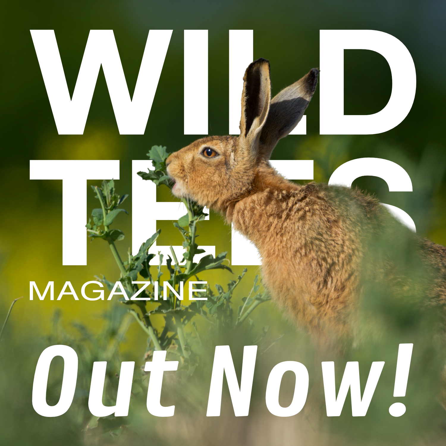 A hare nibbling on green leaves in a field. Text says Wild Tees Magazine - Out Now!