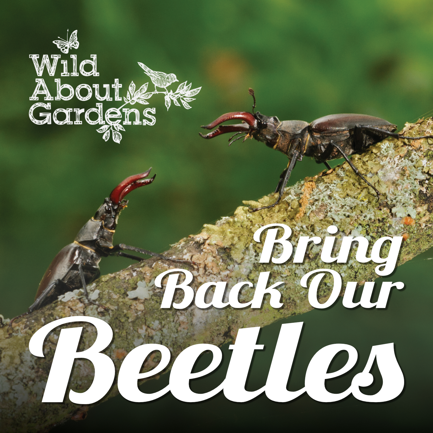 Two male stag beetles, with their great jaws raised, face up to each other on a branch. They will fight for females and territory using their antler-like jaws. Text reads 'Bring Back our Beetles'.