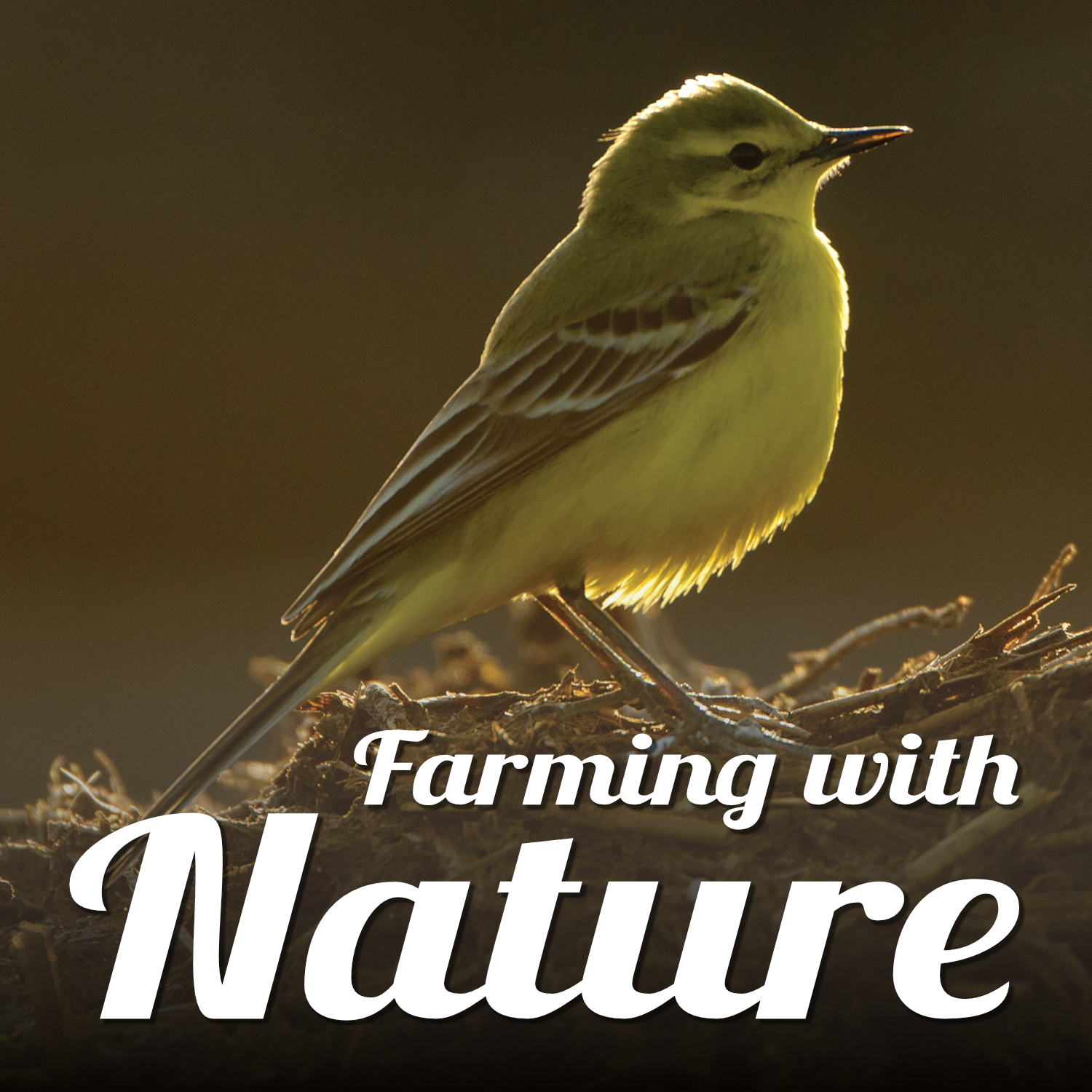 A yellow wagtail standing in a field amongst corn stubble. Text reads 'Farming with Nature'.