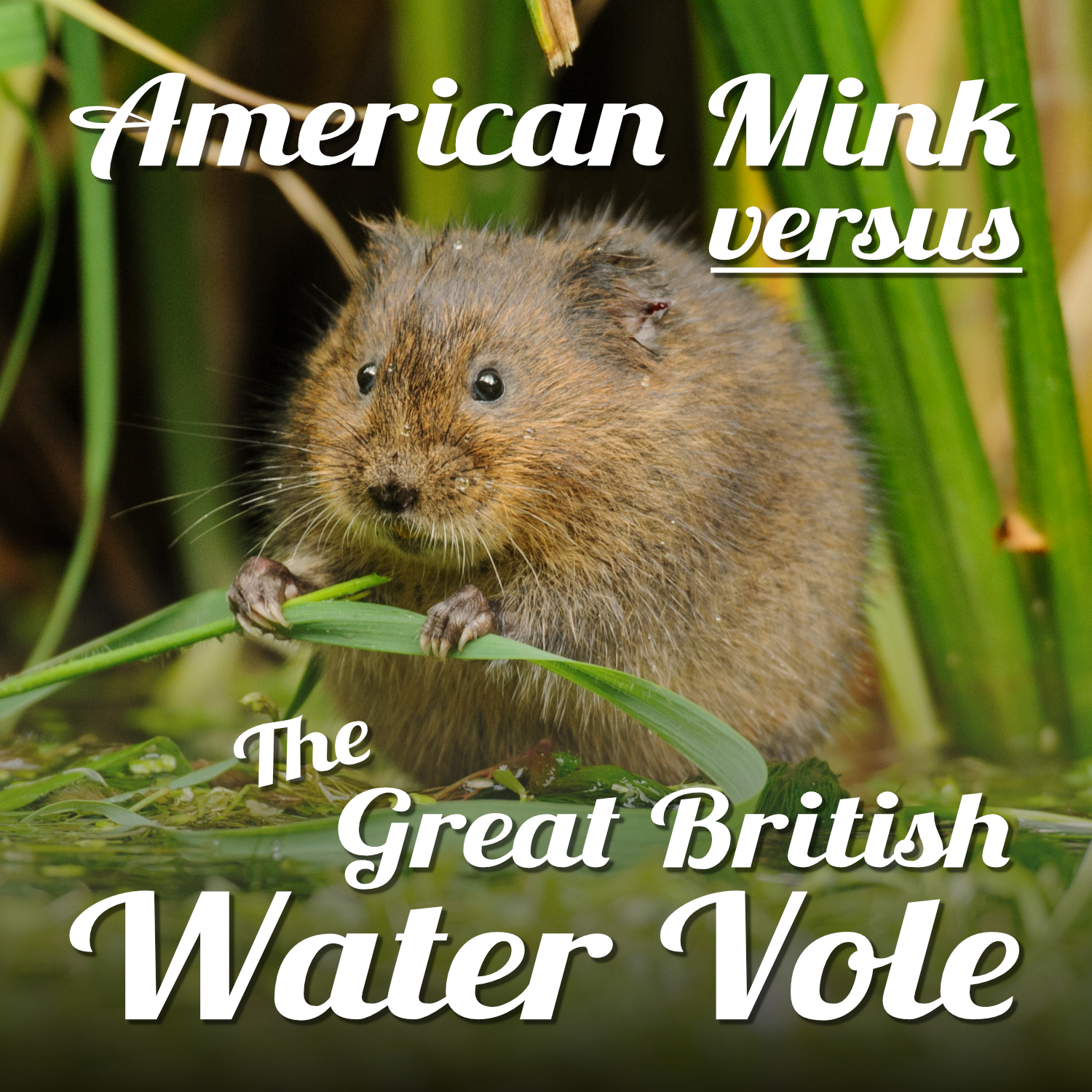 A plump brown water vole sits at the waters edge chewing on a leaf. The text reads 'American Mink versus the Great British water vole'.