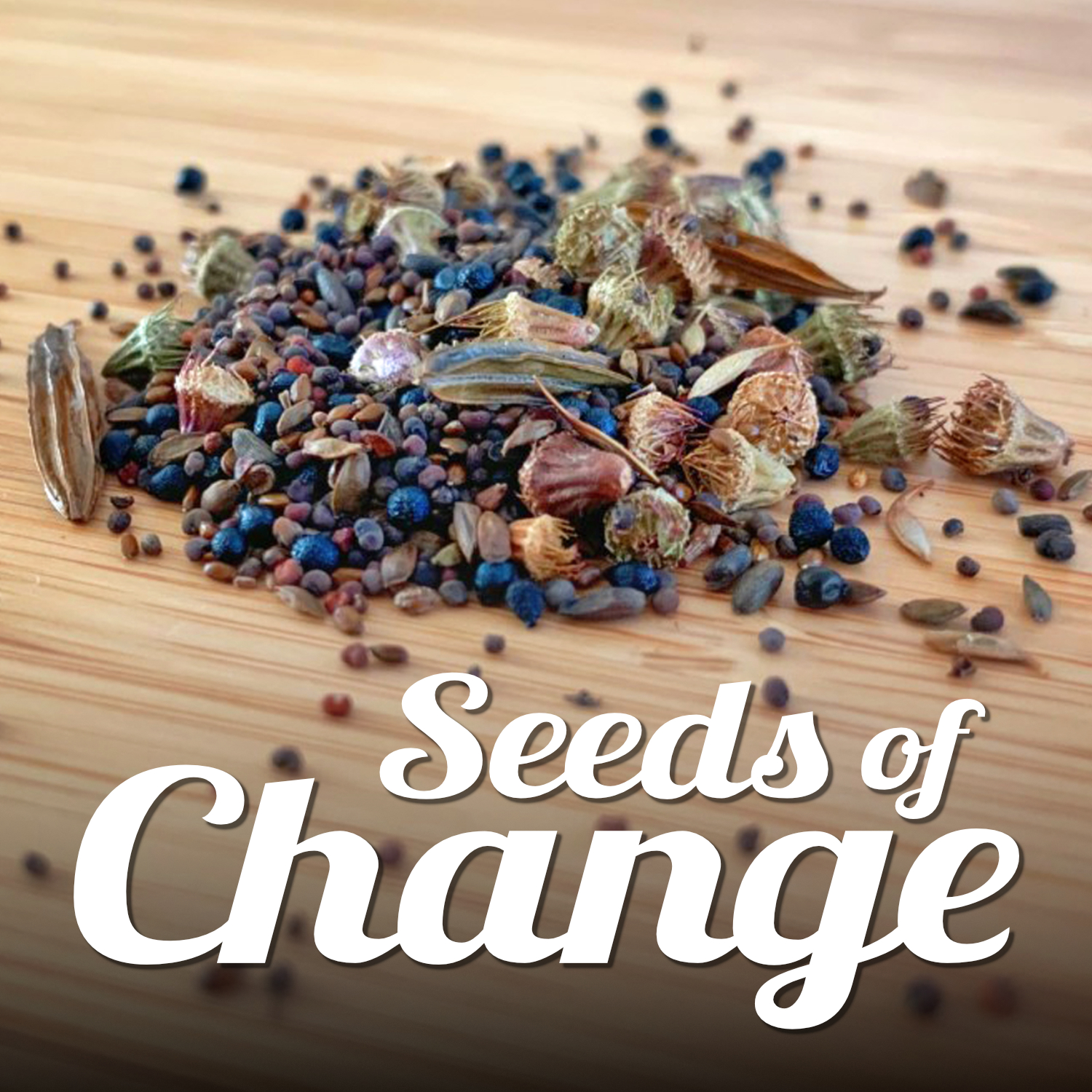 A collection of wildflower seeds pictured on a table. Text reads 'Seeds of Change'