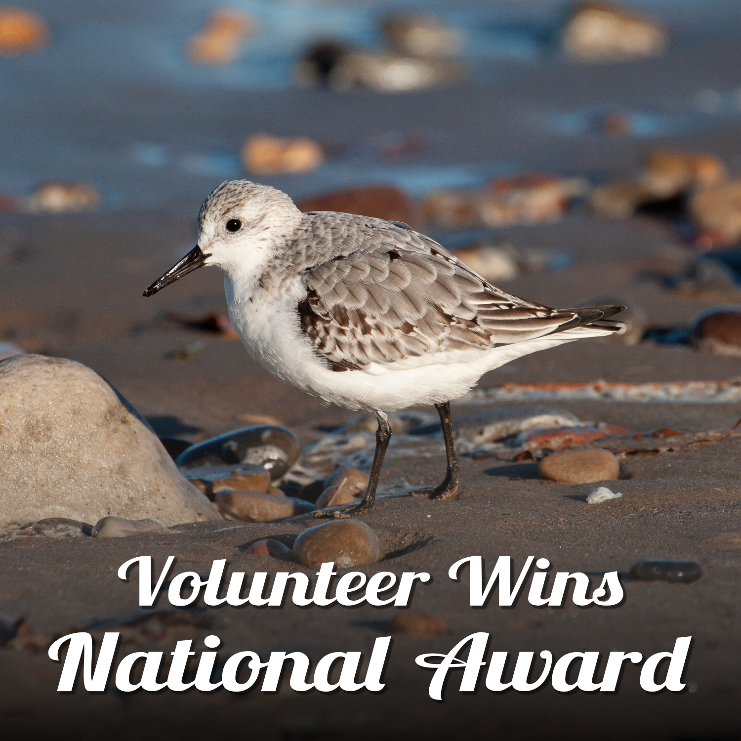 Photo of a sanderling, in winter white and grey plumage, on a sandy foreshore with wet pebbles and larger stones. Text reads 'Volunteer Wins National Award'.