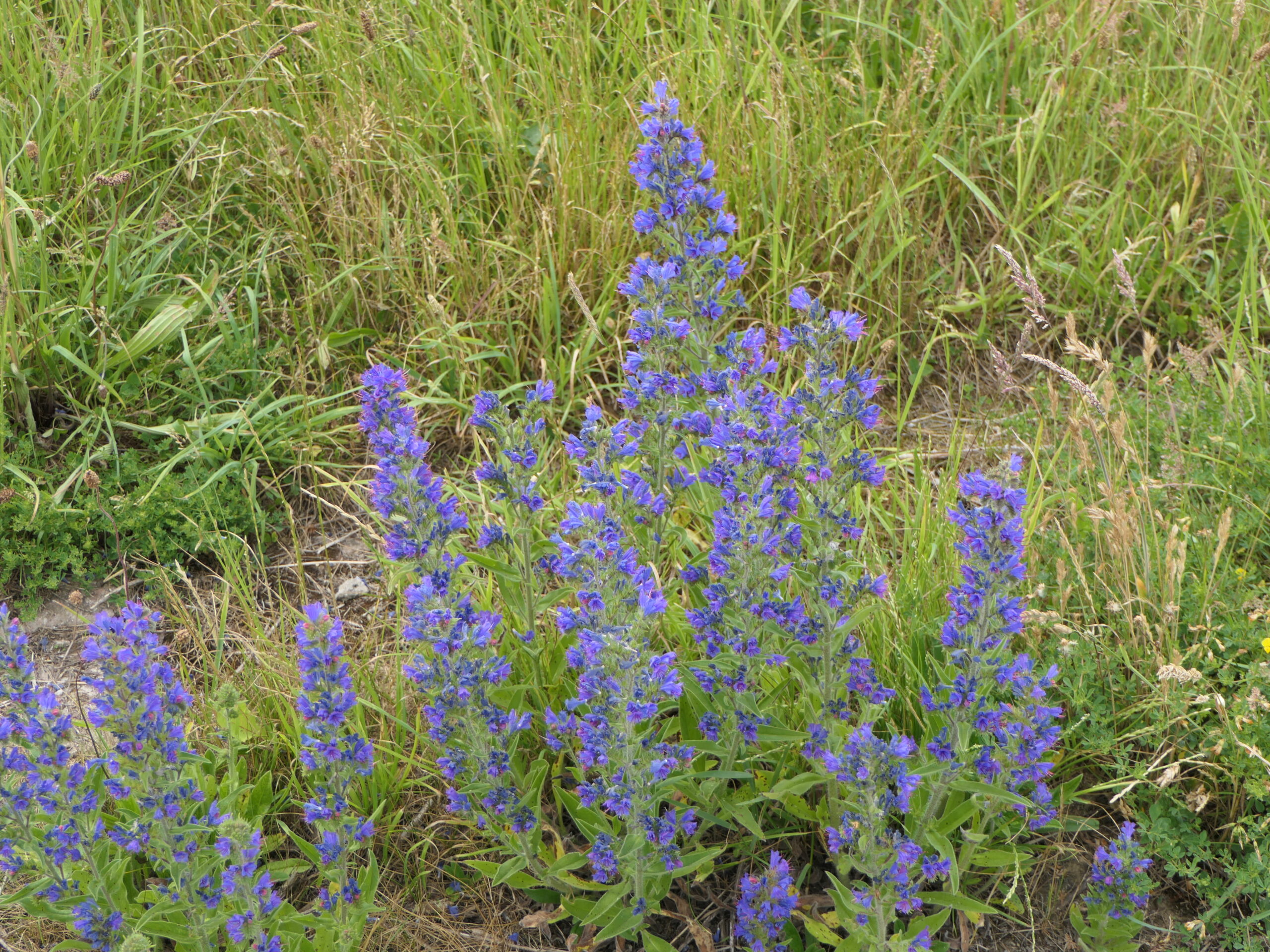 Vipers Bugloss