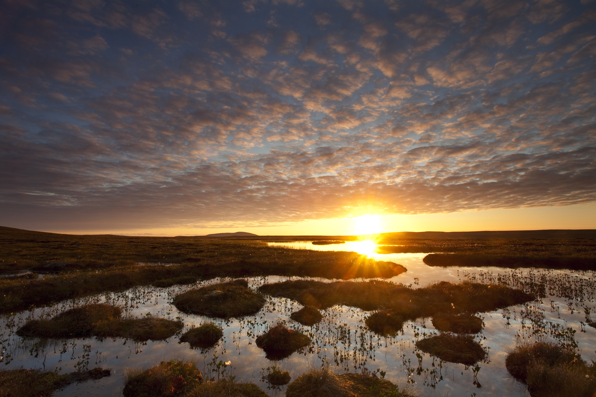 Pools and bog peatland at dawn, Flow Country, Scotland, June