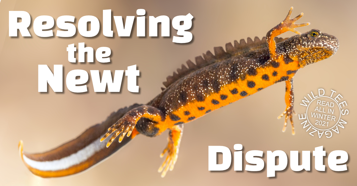 A male great crested newt with warty skin, orange underbelly, dark spots and a white flash down its tail.