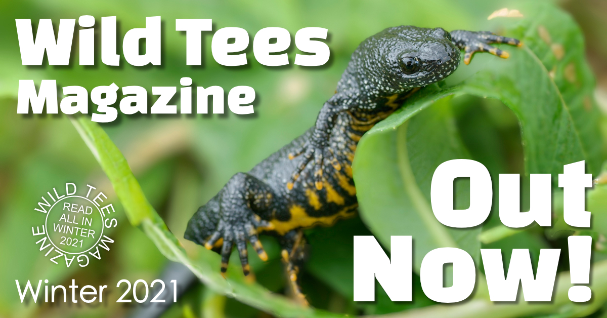 Photo of female great crested newt on green vegetation. The female GCN has dark, warty skin, with yellow striped underbelly and a light coloured stripe on her tail. She has no crest, unlike the male of the species.