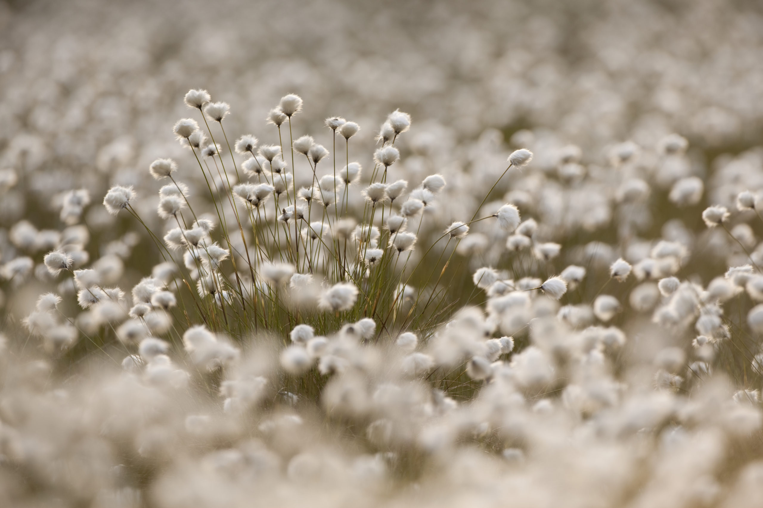 cotton-grass-Peter-Cairns2020VISIOn-scaled.jpg