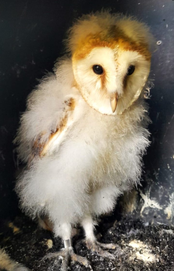 Barn owls have a great breeding year Tees Valley Wildlife Trust