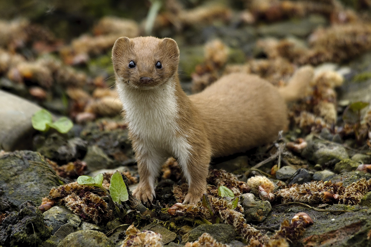 Marvellous mustelids - Tees Valley Wildlife Trust