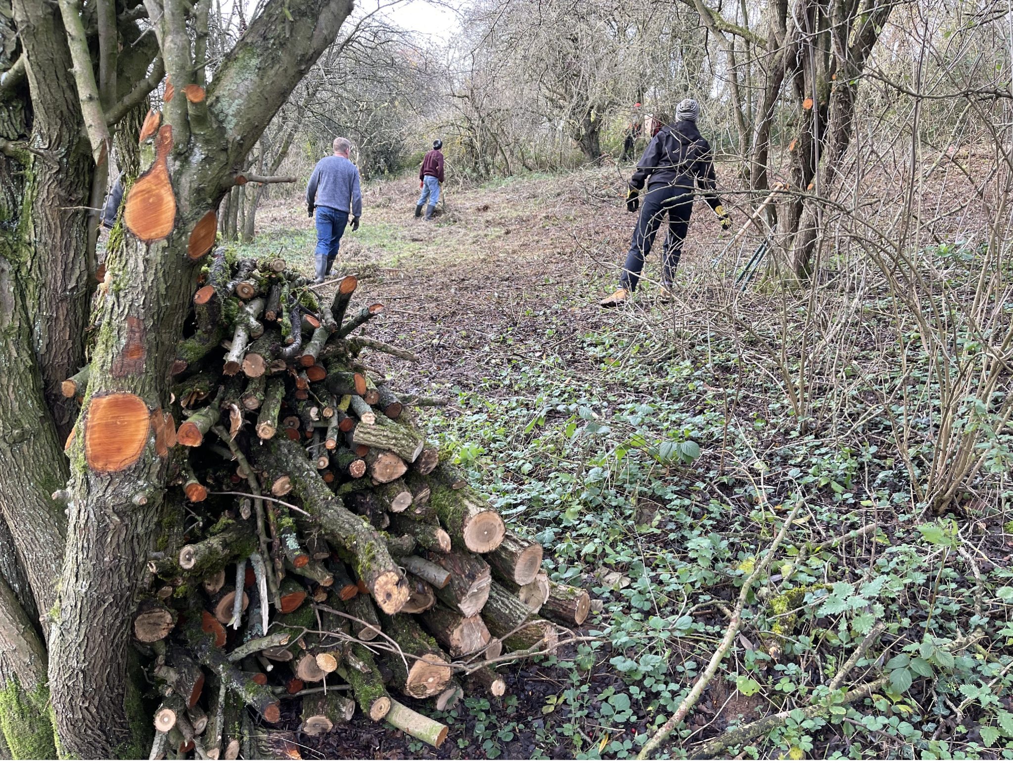 Tree Maintenance at Lingfield Choosing Pathways Tees Valley Wildlife