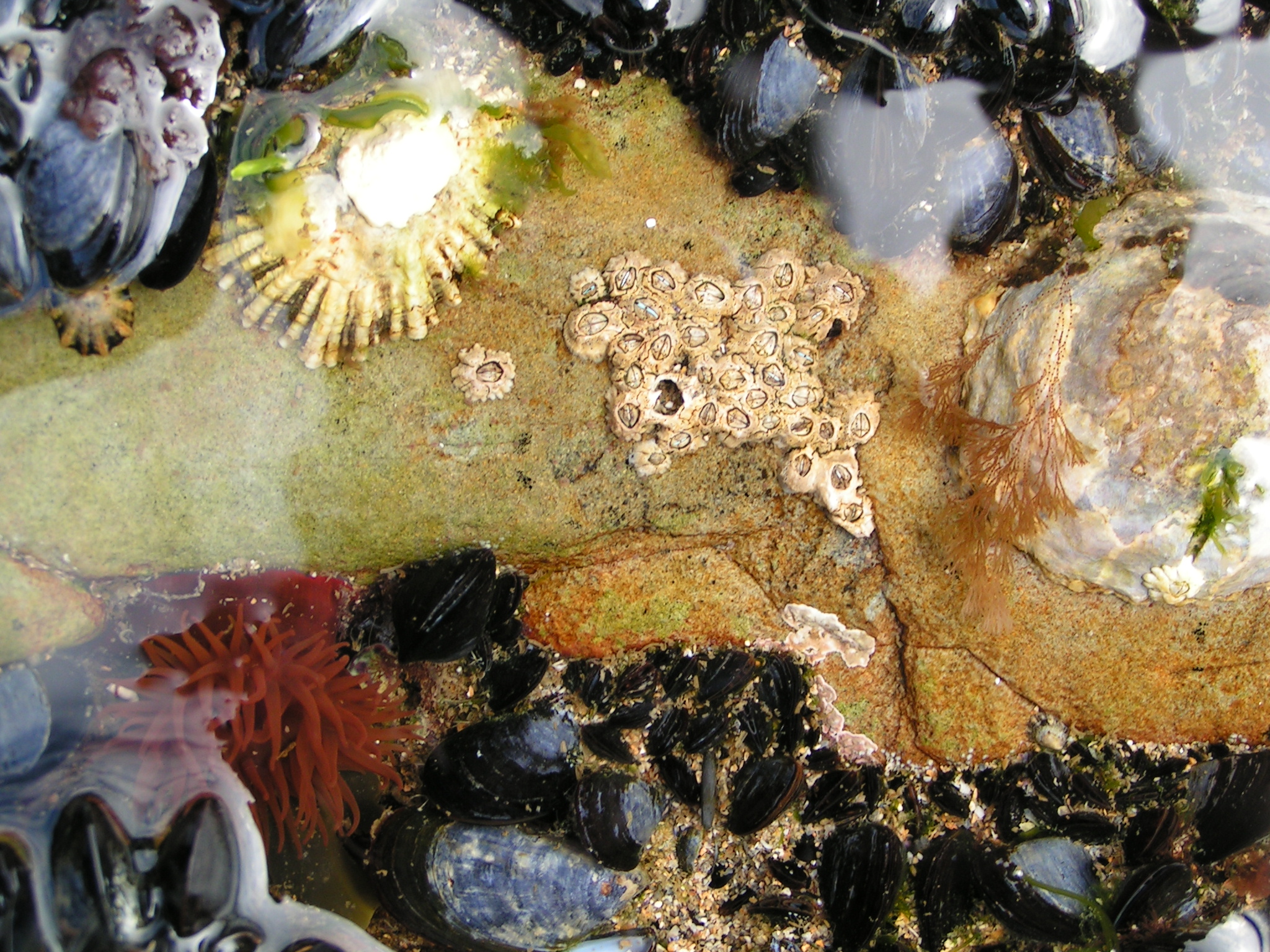 Rock_pool (c) Richard_Burkmar